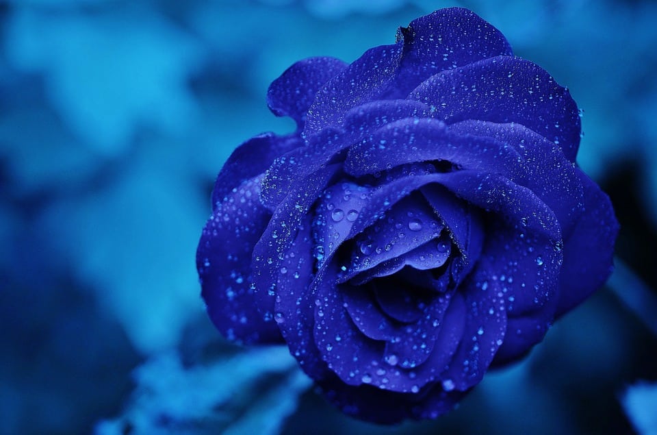 blue rose for chormotherapy
