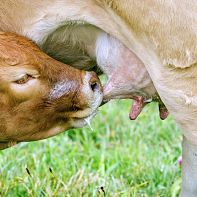 cows suckling milk